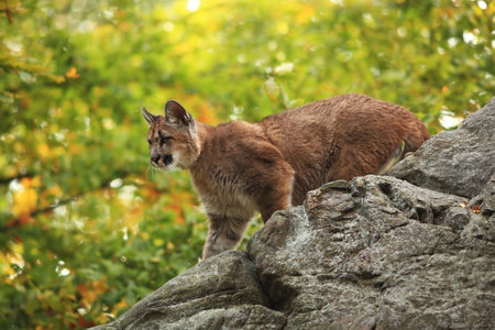 Puma concolor. Autumn in Czech nature. Animal on rock. Colorful autumn. Beautiful colors. America. Puma concolor, known as the mountain lion, panther, in green vegetation, Mexico. Wildlife scene fromの写真素材
