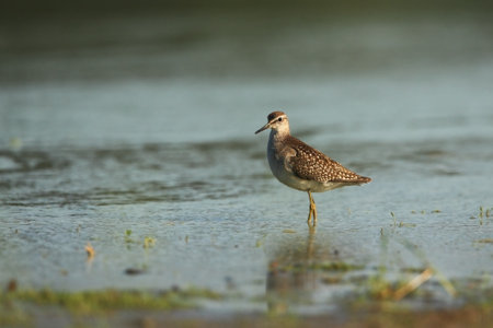 Tringa glareola. Tringa nebularia. Philomachus pugnax. Wild nature of Czech. Free nature. Bird in the water. Wildlife photography. A beautiful picture of bird life. Wood Sandpiper, Tringa glareola, smの写真素材