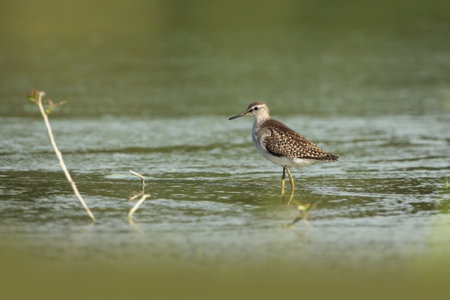 Tringa glareola. Tringa nebularia. Philomachus pugnax. Wild nature of Czech. Free nature. Bird in the water. Wildlife photography. A beautiful picture of bird life. Wood Sandpiper, Tringa glareola, smの写真素材