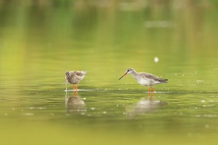 Tringa glareola. Tringa nebularia. Philomachus pugnax. Wild nature of Czech. Free nature. Bird in the water. Wildlife photography. A beautiful picture of bird life. Wood Sandpiper, Tringa glareola, smの写真素材