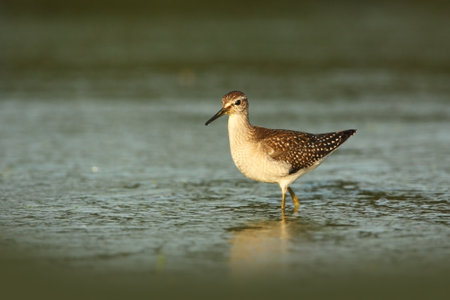 Tringa glareola. Tringa nebularia. Philomachus pugnax. Wild nature of Czech. Free nature. Bird in the water. Wildlife photography. A beautiful picture of bird life. Wood Sandpiper, Tringa glareola, smの写真素材