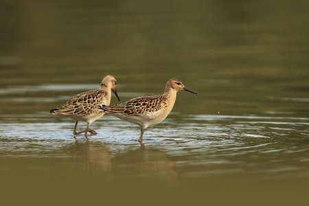 Tringa glareola. Tringa nebularia. Philomachus pugnax. Wild nature of Czech. Free nature. Bird in the water. Wildlife photography. A beautiful picture of bird life. Wood Sandpiper, Tringa glareola, smの写真素材