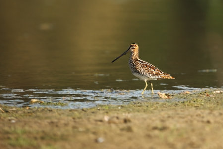 Tringa glareola. Tringa nebularia. Philomachus pugnax. Wild nature of Czech. Free nature. Bird in the water. Wildlife photography. A beautiful picture of bird life. Wood Sandpiper, Tringa glareola, smの写真素材