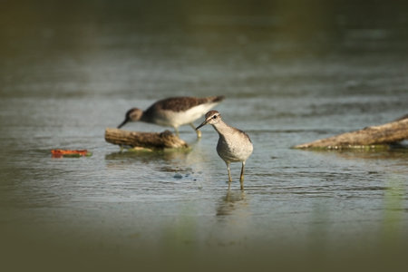 Tringa glareola. Tringa nebularia. Philomachus pugnax. Wild nature of Czech. Free nature. Bird in the water. Wildlife photography. A beautiful picture of bird life. Wood Sandpiper, Tringa glareola, smの写真素材
