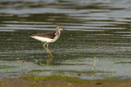 Tringa glareola. Tringa nebularia. Philomachus pugnax. Wild nature of Czech. Free nature. Bird in the water. Wildlife photography. A beautiful picture of bird life. Wood Sandpiper, Tringa glareola, smの写真素材