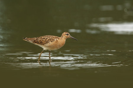 Tringa glareola. Tringa nebularia. Philomachus pugnax. Wild nature of Czech. Free nature. Bird in the water. Wildlife photography. A beautiful picture of bird life. Wood Sandpiper, Tringa glareola, smの写真素材