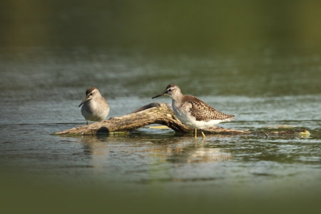 Tringa glareola. Tringa nebularia. Philomachus pugnax. Wild nature of Czech. Free nature. Bird in the water. Wildlife photography. A beautiful picture of bird life. Wood Sandpiper, Tringa glareola, smの写真素材