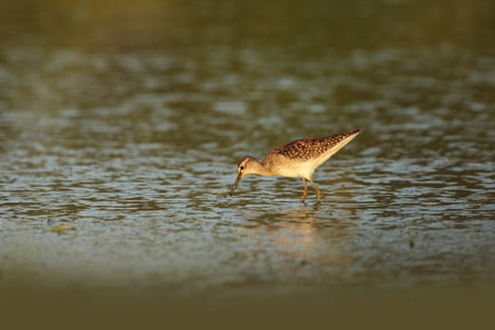 Tringa glareola. Tringa nebularia. Philomachus pugnax. Wild nature of Czech. Free nature. Bird in...