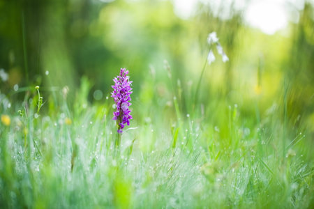 Dactylorhiza majalis. Free nature. Beautiful picture. Orchid of the Czech Republic. Beautiful photo. Wild nature of the Czech Republic. Plant. Orchids of Europe.Morning meadow with wild orchid flowersの写真素材