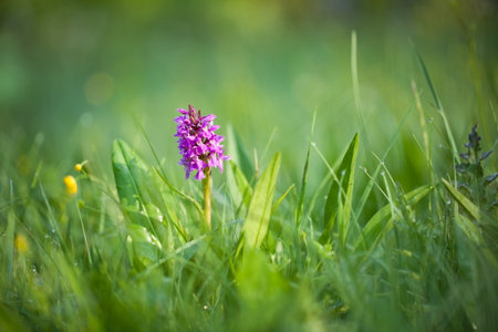 Dactylorhiza majalis. Free nature. Beautiful picture. Orchid of the Czech Republic. Beautiful photo. Wild nature of the Czech Republic. Plant. Orchids of Europe.Morning meadow with wild orchid flowersの写真素材