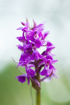 Dactylorhiza majalis. Free nature. Beautiful picture. Orchid of the Czech Republic. Beautiful photo. Wild nature of the Czech Republic. Plant. Orchids of Europe.Morning meadow with wild orchid flowersの写真素材