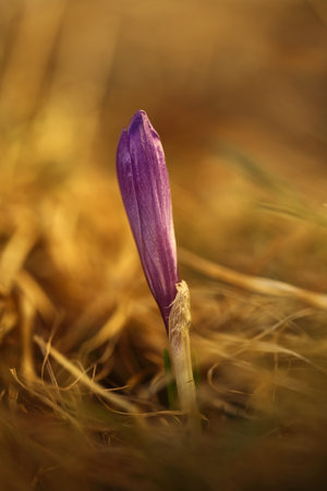 Crocus albiflorus. Free nature. Wild nature of Czech. Spring motif from nature. Beautiful picture....