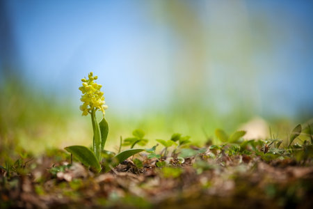 Orchis pallens. Orchidaceae. The wild nature of the Czech Republic. A rare plant of wild nature. Plant in the grass. Beautiful picture. Spring nature. Orchis pallens, Pale-Flowered Orchid. Wild plantの写真素材
