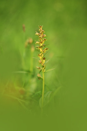 Orchidaceae. The wild nature of the Czech Republic. A rare plant of wild nature. Plant in the grass. Beautiful picture. Spring nature.の写真素材