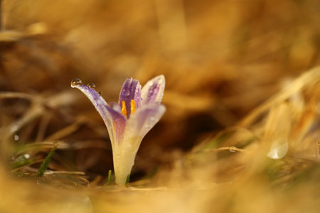 Crocus albiflorus. Free nature. Wild nature of Czech. Spring motif from nature. Beautiful picture. Plant. Rare species. Some specimen of spring crocus - Crocus vernus ssp. Albiflorus - in pastell coloの写真素材