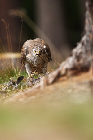 Accipiter gentilis. Beautiful nature of Czech. Wild nature. Forest. Accipiter gentilis. Portrait of a bird. Free nature of Czech. Wildlife scene from nature. Goshawk in the orange vegetation.Goshawk,の写真素材