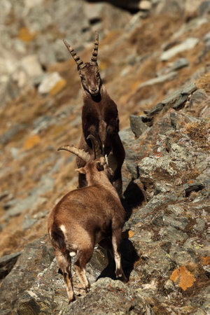 Capra ibex. Photo was taken in Italy. It is found in southern Europe, less in the Western and southern Asia and North Africa. Wildlife of Italy. Autumn in nature. Animal from mountain. Alpine Ibex, Caの写真素材
