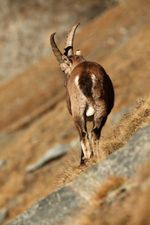 Capra ibex. Photo was taken in Italy. It is found in southern Europe, less in the Western and southern Asia and North Africa. Wildlife of Italy. Autumn in nature. Animal from mountain. Alpine Ibex, Caの写真素材