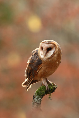 These albums. Autumn nature. Wild nature of Czech. Owl in autumn nature. Beautiful Autumn in Czech. Wild nature. Barn Owl, photographed in the Czech Republic. A medium-sized species of owls. Found in Eurの写真素材