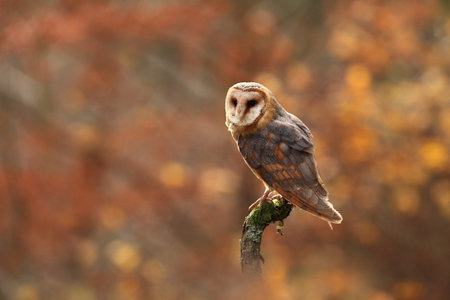 These albums. Autumn nature. Wild nature of Czech. Owl in autumn nature. Beautiful Autumn in Czech. Wild nature. Barn Owl, photographed in the Czech Republic. A medium-sized species of owls. Found in Eurの写真素材
