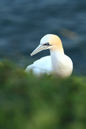 Morus bassanus. Sula bassana. Helgoland. Photographed in the North Sea. The wild nature of the North Sea. Bird on the Rock. North Sea. Free nature. Beautiful photo of bird life. Life on cliff. Portraiの写真素材