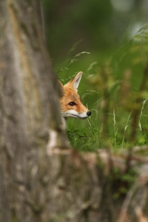 Vulpes vulpes. Fox is widespread throughout Europe. The wild nature of Europe. Autumn colors in the photo. Beautiful photo. Fox and orchid. Nature Czech. Fox in green forest. Cute Red Fox, Vulpes vulの写真素材