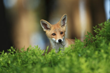 Vulpes vulpes. Fox is widespread throughout Europe. The wild nature of Europe. Autumn colors in the photo. Beautiful photo. Fox and orchid. Nature Czech. Fox in green forest. Cute Red Fox, Vulpes vulの写真素材