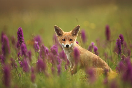 Vulpes vulpes. Fox is widespread throughout Europe. The wild nature of Europe. Autumn colors in the photo. Beautiful photo. Fox and orchid. Nature Czech. Fox in green forest. Cute Red Fox, Vulpes vulの写真素材