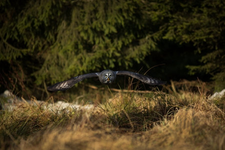 Strix nebulosa. Czech Republic. Owl is spread in Scandinavia. In North Asia and North America. Beautiful picture. Nature of the North. Scandinavia. Europe. Free nature. From Owl`s Life. Portrait of Grの写真素材