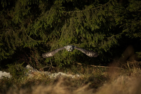 Strix nebulosa. Czech Republic. Owl is spread in Scandinavia. In North Asia and North America. Beautiful picture. Nature of the North. Scandinavia. Europe. Free nature. From Owl`s Life. Portrait of Grの写真素材