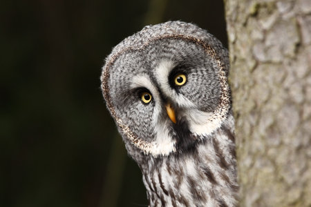 Strix nebulosa. Czech Republic. Owl is spread in Scandinavia. In North Asia and North America. Beautiful picture. Nature of the North. Scandinavia. Europe. Free nature. From Owl`s Life. Portrait of Grの写真素材