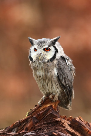 Southern White-faced Owl. Ptilopsis grants. African owl. Owl lives on rivers, savannas and forests. A beautiful bird. From Owl`s Life. Autumn colors in the photo. Autumn. Africa. A close up portrait oの写真素材