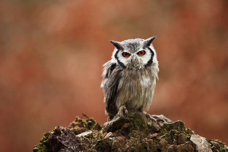 Southern White-faced Owl. Ptilopsis grants. African owl. Owl lives on rivers, savannas and forests. A beautiful bird. From Owl`s Life. Autumn colors in the photo. Autumn. Africa. A close up portrait oの写真素材