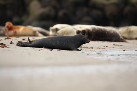 Halichoerus grypus. Phoca vitulina. Phocidae. The beautiful wild nature of the North Sea. Germany. Animal on the beach. Nature of Europe. Free nature. Beautiful nature photos. Sea. Beach. Stones. Sealの写真素材