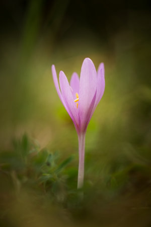 Colchicum autumnale. It is widespread in central, southern and western Europe. Also grown as an ornamental plant. Autumn nature. Wild nature. Colchicum autumnale autumn crocus isolated on natural backの写真素材