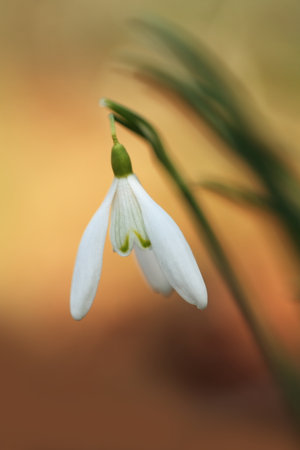 Galanthus nivalis. It spreads across Europe, Southwest Asia and North Africa. Free nature. A rare plant. Nature Czech. Spring nature of the Czech Republic. Beautiful photo. Beautiful colors. Dark foの写真素材