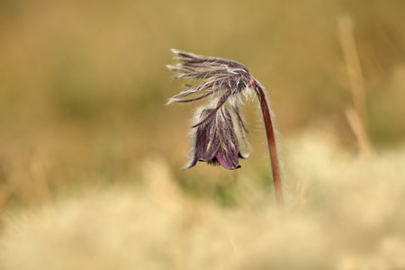 Pulsatilla pratensis. They grow in sunny and bright places. For example, on rocky and grassy slopes....