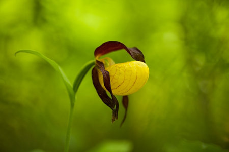 Cypripedium calceolus. This orchid is found in the Czech Republic at approximately 100 localities, in Bohemia and Moravia. A very rare plant. Wild nature. Free nature. Spring. Lady`s Slipper Orchid, Cの写真素材