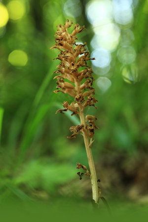 Neottia nidus-avis. It is widespread in Europe, Asia Minor, Caucasus, Siberia and North Africa. The Orchid favors deciduous forests. Free nature. A rare orchid. Wild nature. Czech nature. Spring natureの写真素材
