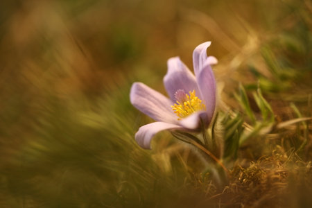 Pulsatilla grandis. Growing in the Czech Republic. It grows in Central and Southeast Europe. In...