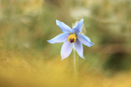 Pulsatilla grandis. Growing in the Czech Republic. It grows in Central and Southeast Europe. In...