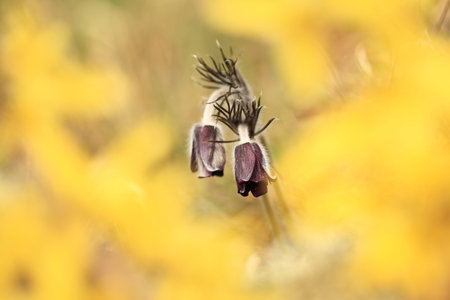 Pulsatilla pratensis. They grow in sunny and bright places. For example, on rocky and grassy slopes. On meadows, steppes or in the woods. It is a thermophilic species. Wild nature. Beautiful picture.の写真素材