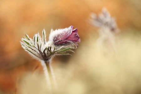 Pulsatilla pratensis. They grow in sunny and bright places. For example, on rocky and grassy slopes....