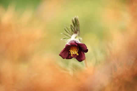 Pulsatilla pratensis. They grow in sunny and bright places. For example, on rocky and grassy slopes....