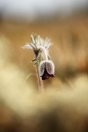 Pulsatilla pratensis. They grow in sunny and bright places. For example, on rocky and grassy slopes....