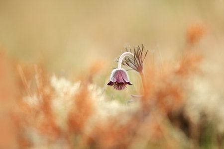 Pulsatilla pratensis. They grow in sunny and bright places. For example, on rocky and grassy slopes....