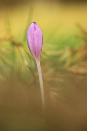 Colchicum autumnale. It is widespread in central, southern and western Europe. Also grown as an...