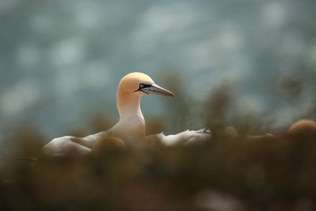 Morus bassanus. Sula bassana. Helgoland. Photographed in the North Sea. The wild nature of the North Sea. Bird on the Rock. North Sea. Free nature. Beautiful photo of bird life. Life on cliff. Portraiの写真素材