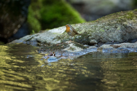Erithacus rubecula. European small bird, ubiquitous throughout Europe. Bees the north of Scandinavia, it is also found in north-west Asia and North Africa. Free nature. The wild nature of the Czech Reの写真素材