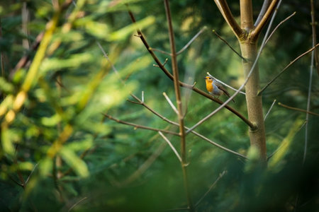 Erithacus rubecula. European small bird, ubiquitous throughout Europe. Bees the north of Scandinavia, it is also found in north-west Asia and North Africa. Free nature. The wild nature of the Czech Reの写真素材
